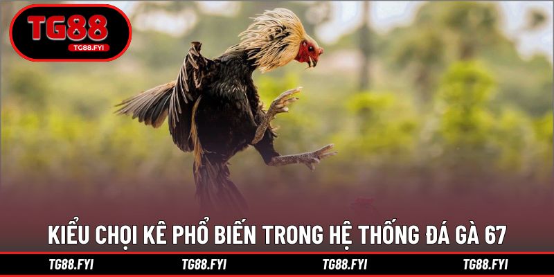 Những kiểu chọi kê phổ biến trong hệ thống đá gà 67