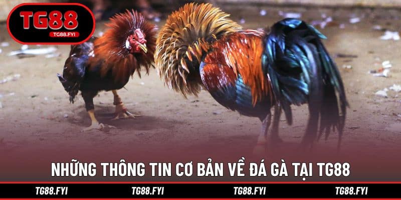 Những thông tin cơ bản về đá gà tại TG88