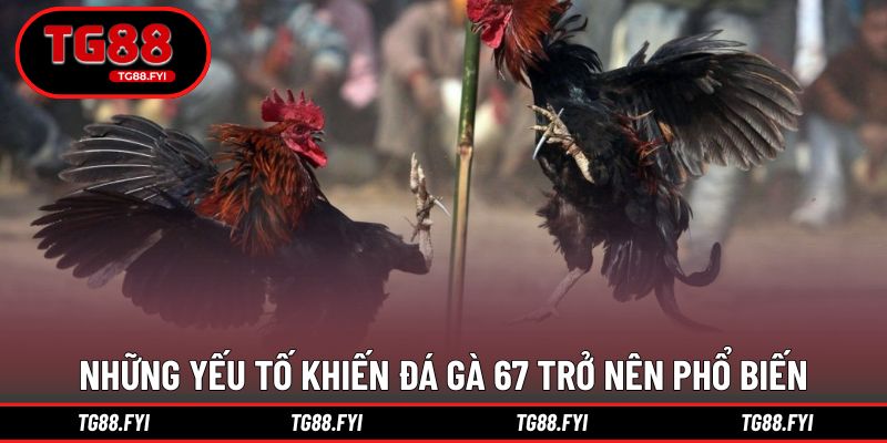 Những yếu tố khiến đá gà 67 trở nên phổ biến