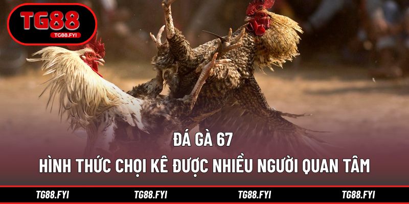 Đá gà 67