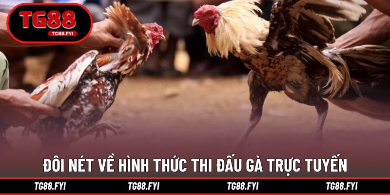 Đôi nét về hình thức thi đấu gà trực tuyến