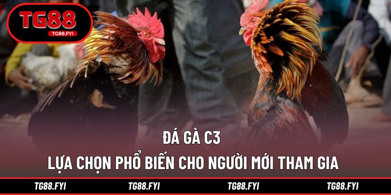 Đá gà C3