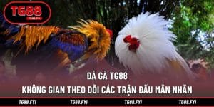 Đá Gà TG88 - Không Gian Theo Dõi Các Trận Đấu Mãn Nhãn