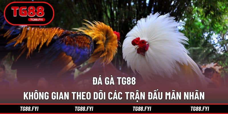 Đá Gà TG88 - Không Gian Theo Dõi Các Trận Đấu Mãn Nhãn