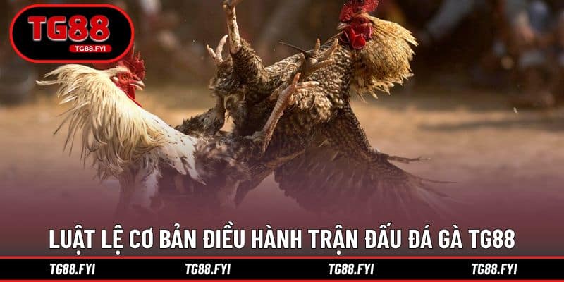 Luật lệ cơ bản điều hành trận đấu đá gà TG88
