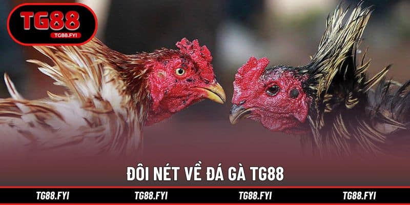 Đôi nét về đá gà TG88