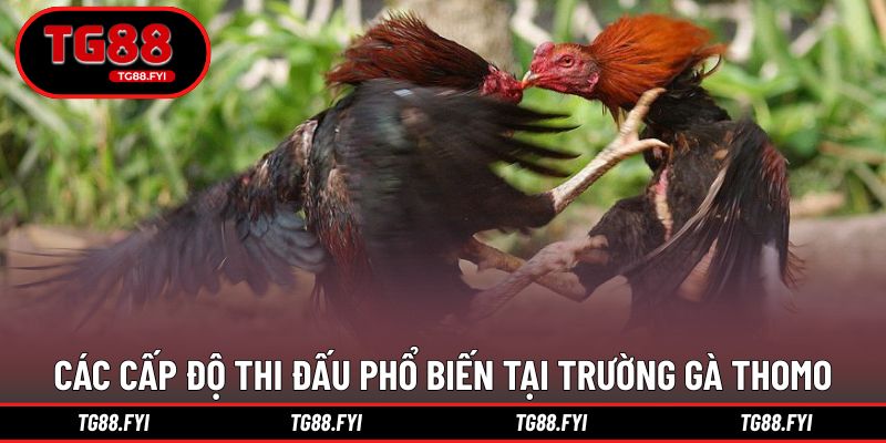 Các cấp độ thi đấu phổ biến tại trường gà thomo