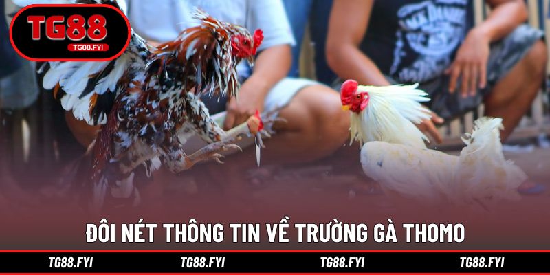 Đôi nét thông tin về trường gà Thomo