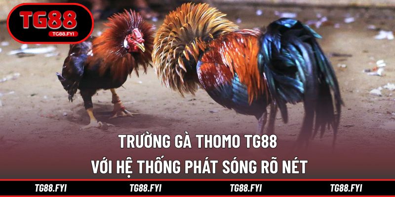 Trường gà Thomo